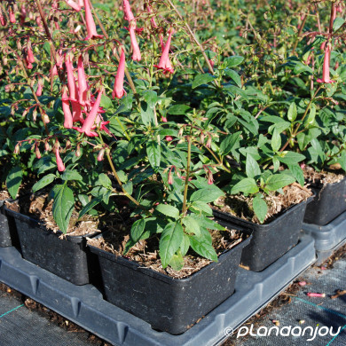 Phygelius xrectus 'African Queen'