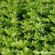 Galium odoratum