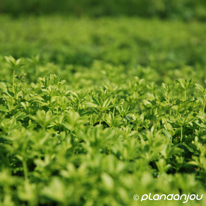 Galium odoratum