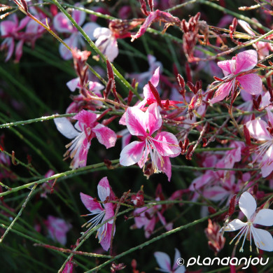 Gaura lindheimeri 'Siskiyou Pink'
