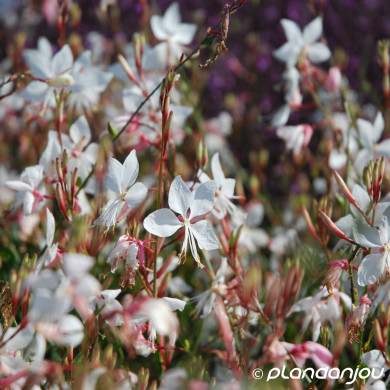 Gaura lindheimeri
