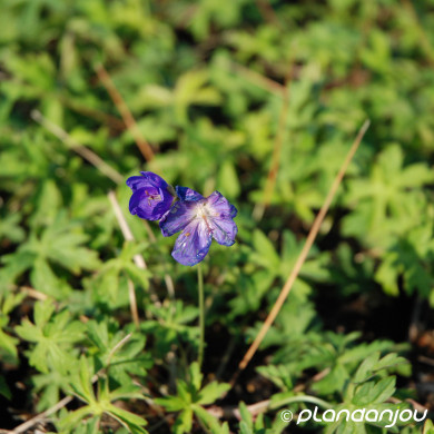 Geranium 'Brookside'