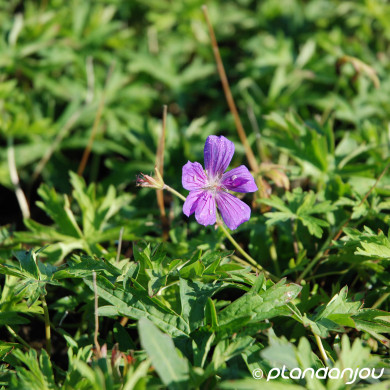 Geranium 'Nimbus'