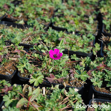 Geranium cinereum var. subcaulescens