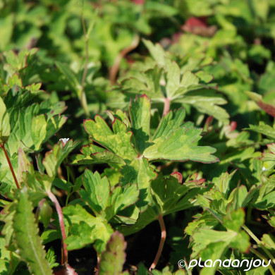 Geranium ROZANNE® 'Gerwat'