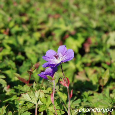 Geranium ROZANNE® 'Gerwat'