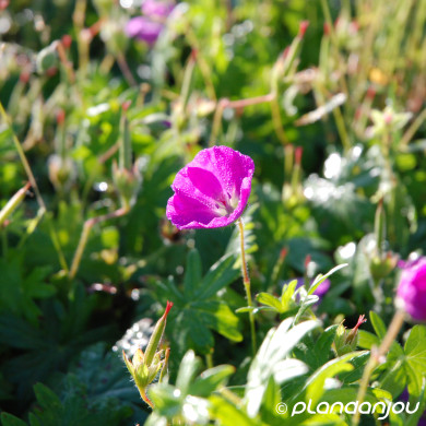Geranium sanguineum 'Elsbeth'