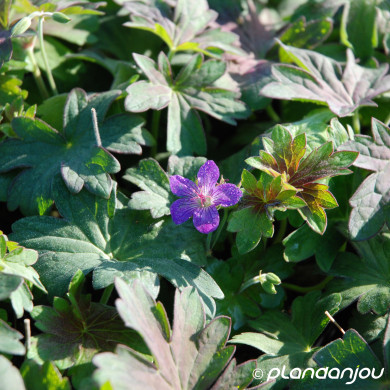 Geranium wlassovianum