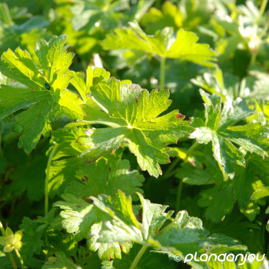 Geranium 'Bremdream' DREAMLAND