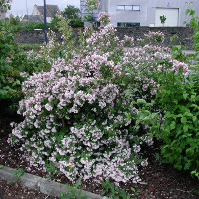 Kolkwitzia amabilis 'Pink Cloud'