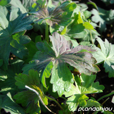 Geranium wlassovianum