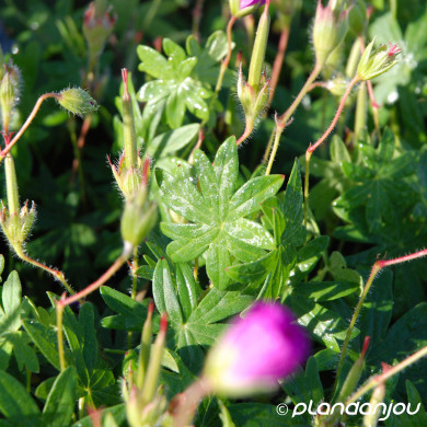 Geranium sanguineum 'Elsbeth'