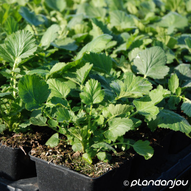Geum chiloense 'Mrs Bradshaw'