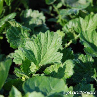 Geum chiloense 'Lady Stratheden'