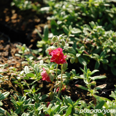 Helianthemum 'Cerise Queen'