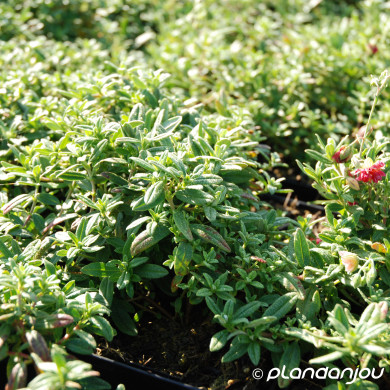 Helianthemum 'Cerise Queen'