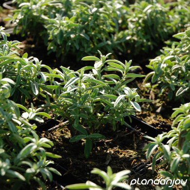 Helianthemum 'The Bride'