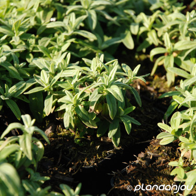 Helianthemum 'Fire Dragon'
