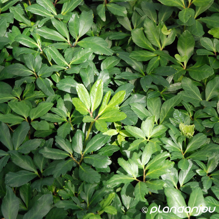 Helleborus niger