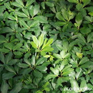 Helleborus niger