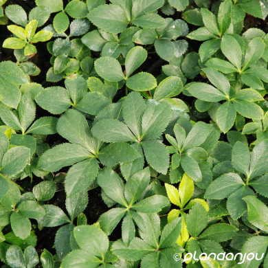 Helleborus orientalis