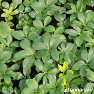 Helleborus orientalis