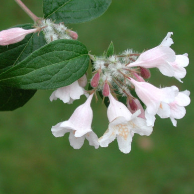 Kolkwitzia amabilis 'Pink Cloud'