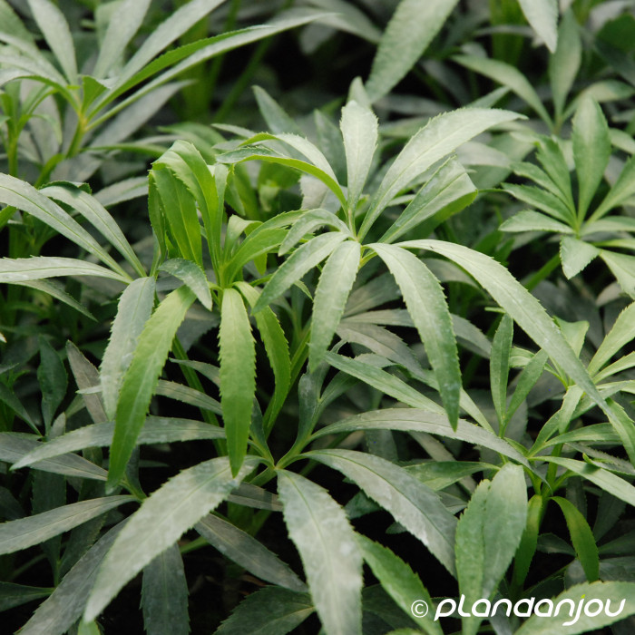 Helleborus foetidus