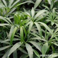 Helleborus foetidus