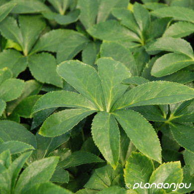 Helleborus orientalis 'Red Hybrids'