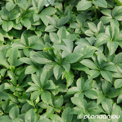 Helleborus orientalis 'Red Hybrids'