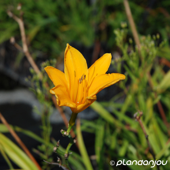 Hemerocallis 'Aten'