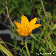 Hemerocallis 'Aten'