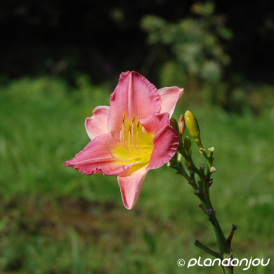 Hemerocallis 'Final Touch'