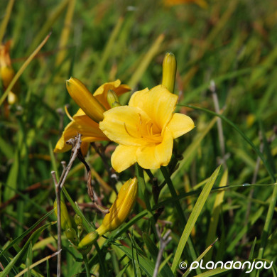 Hemerocallis 'Stella de Oro'