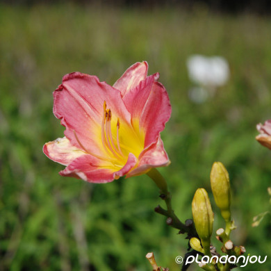 Hemerocallis 'Serena Sunburst'
