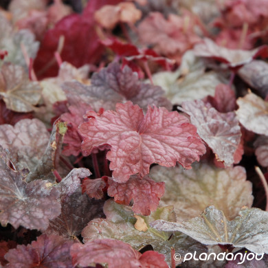 Heuchera Berry Smoothie®