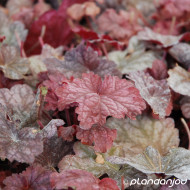 Heuchera Berry Smoothie®