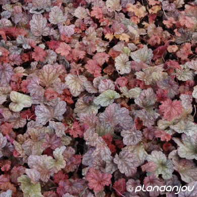 Heuchera Berry Smoothie®