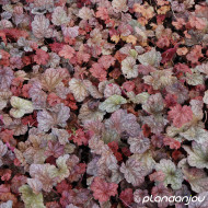 Heuchera Berry Smoothie®