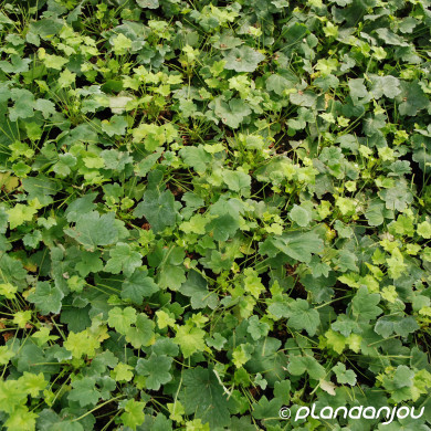 Heuchera villosa 'Chantilly'