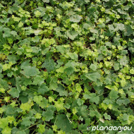 Heuchera villosa 'Chantilly'