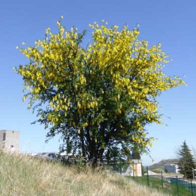 Laburnum anagyroides