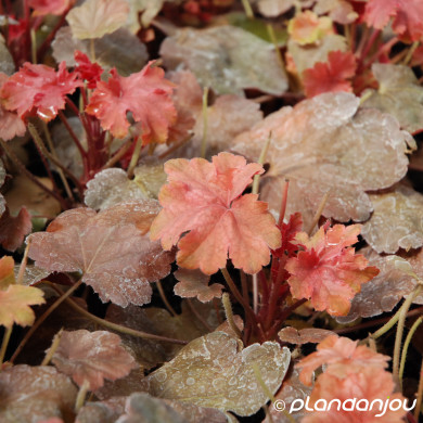 Heuchera Cherry Cola®
