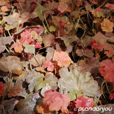 Heuchera Cherry Cola®
