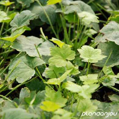 Heuchera villosa 'Chantilly'