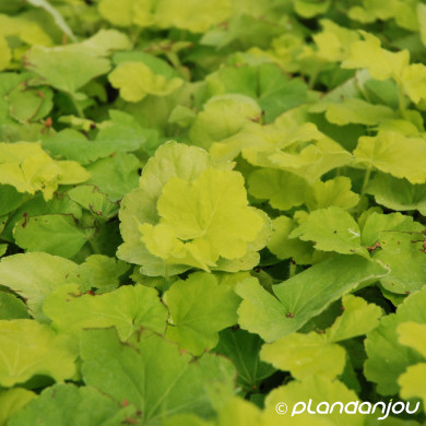 Heuchera 'Dela 102' CITRONELLE