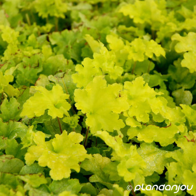 Heuchera 'Lime Marmelade'