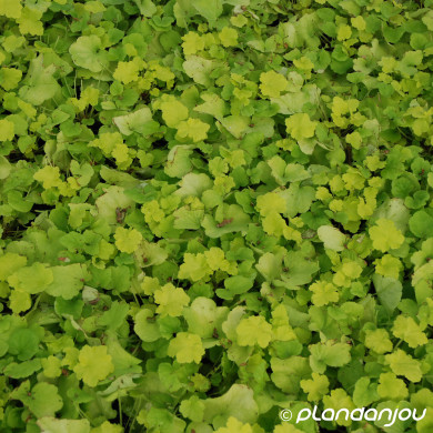 Heuchera 'Dela 102' CITRONELLE