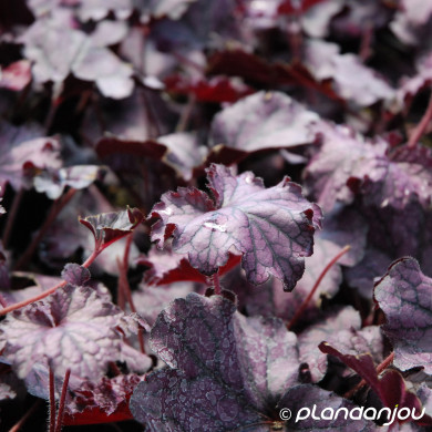 Heuchera 'Tnheufp' FOREVER PURPLE